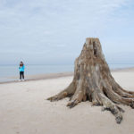 prehistoryczny-las-sprzed-3-tysiecy-lat-rowy1