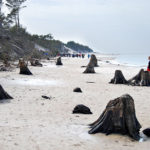 prehistoryczny-las-sprzed-3-tysiecy-lat-rowy10