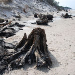 prehistoryczny-las-sprzed-3-tysiecy-lat-rowy11