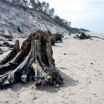 prehistoryczny-las-sprzed-3-tysiecy-lat-rowy12