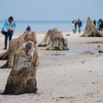 prehistoryczny-las-sprzed-3-tysiecy-lat-rowy4