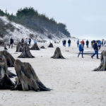 prehistoryczny-las-sprzed-3-tysiecy-lat-rowy7