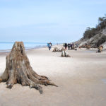 prehistoryczny-las-sprzed-3-tysiecy-lat-rowy9